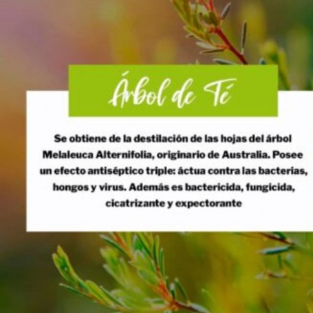 Discos de Tratamiento Árbol de Té + Bakuchiol para Piel mixta y grasa 50 discos - Saluvital