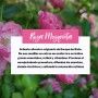 Aceite de Rosa Mosqueta 100% puro 30ml - Saluvital